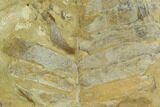 Triassic Fossil Fern (Otozamites?) - North Carolina #130304-1